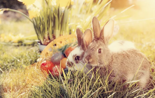Easter bunnies on meadow with basket and eggs — Stock Photo, Image