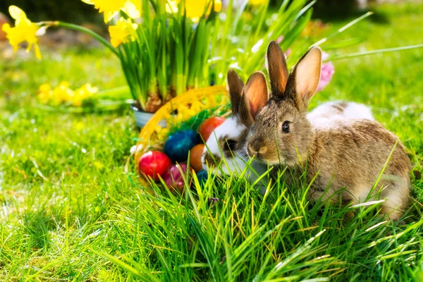 Coniglietti pasquali sul prato con cesto e uova — Foto Stock