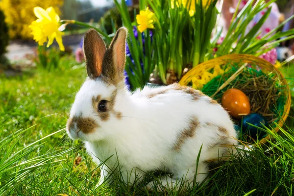 Påskharen på äng med korg och ägg — Stockfoto