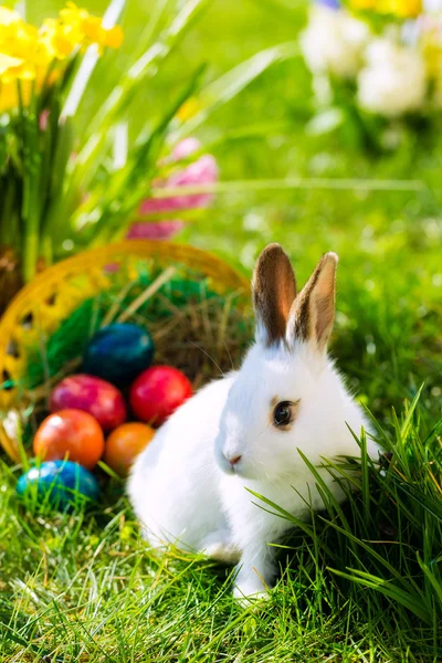 Påskharen på äng med korg och ägg — Stockfoto