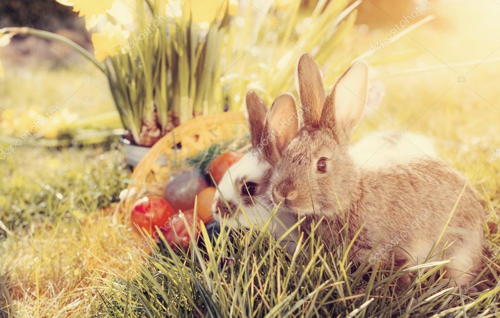 ᐈ Coniglio Foto Di Stock Immagini Conigli Scarica Su Depositphotos