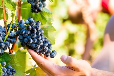 Winemaker malzeme çekme şarap üzüm 