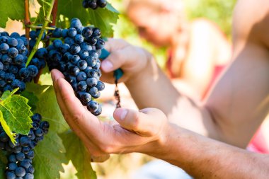 Winemaker malzeme çekme şarap üzüm 