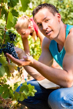 Üzüm hasat zamanında tespit winegrower