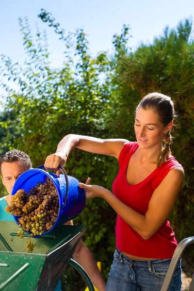 Mulher trabalhando com máquina de colheita de uvas — Fotografia de Stock