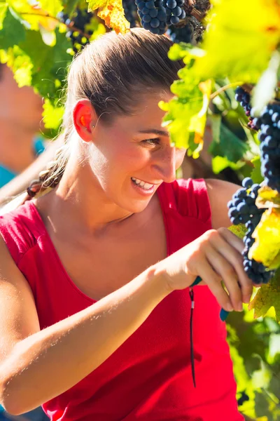 Winegrower picking grapes at harvest time — Stock Photo, Image