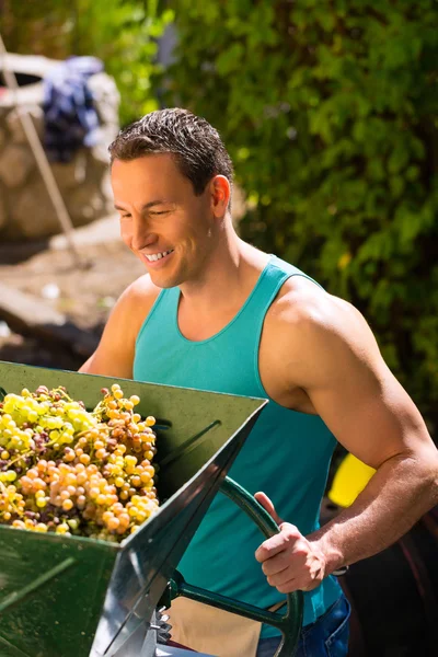 Homem trabalhando com máquina de colheita de uvas — Fotografia de Stock