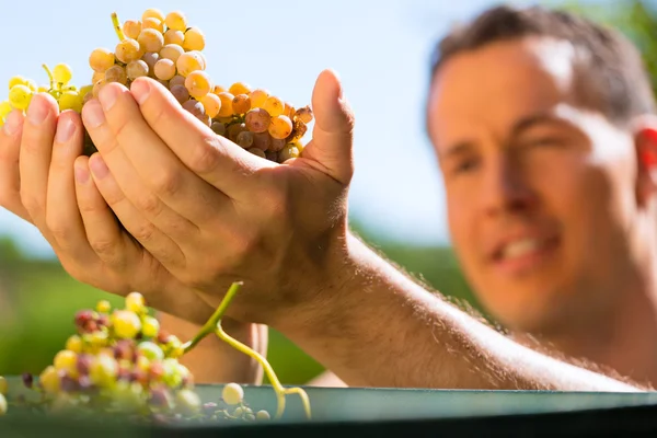 Vigneron travaillant avec du raisin — Photo