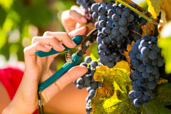 Mujer recogiendo uvas con cizalla —  Fotos de Stock