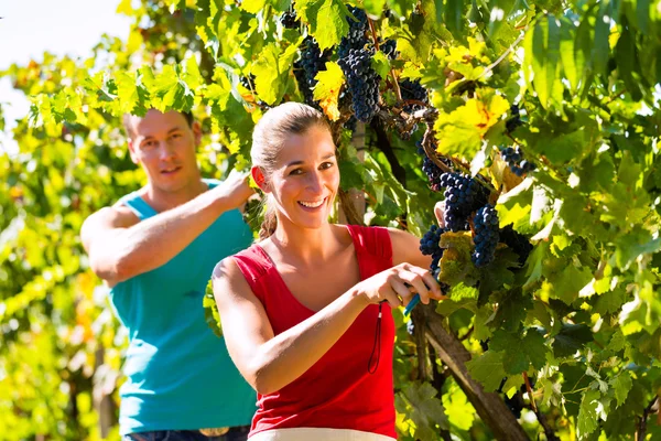 Vinicultor colhendo uvas na época da colheita — Fotografia de Stock
