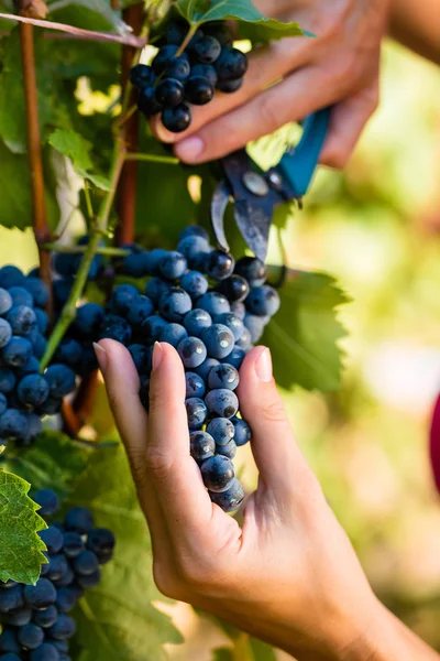 Mujer enólogo recogiendo uvas de vino — Foto de Stock