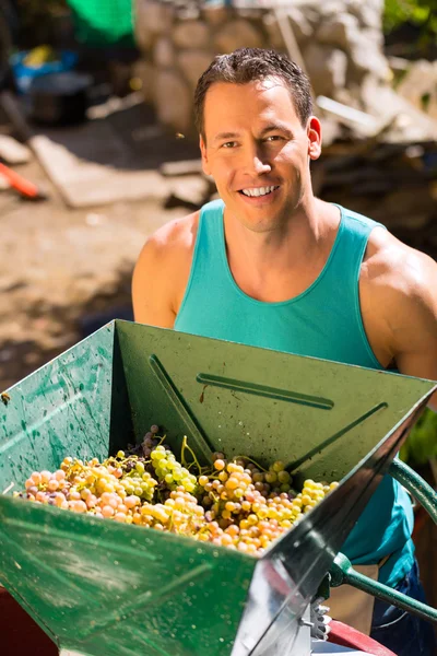 Man working with grape harvesting machine — Stock Photo, Image