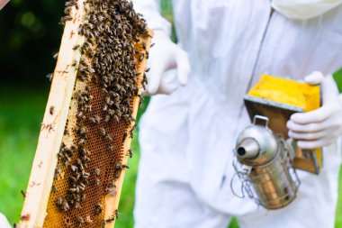 Arıcı ile kontrol beeyard ve arılar sigara içen 