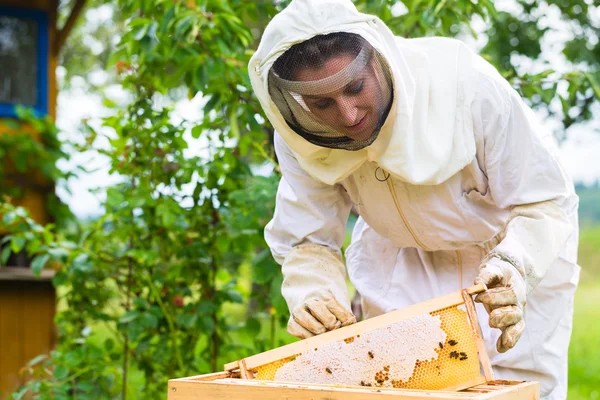Apicultor que controla la abeja y las abejas —  Fotos de Stock