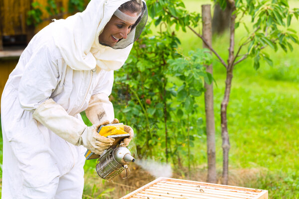 Beekeeper with smoker controlling beeyard and bees