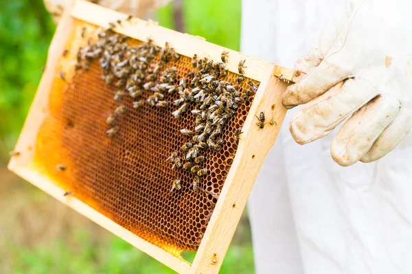 Apicultor que controla la abeja y las abejas — Foto de Stock