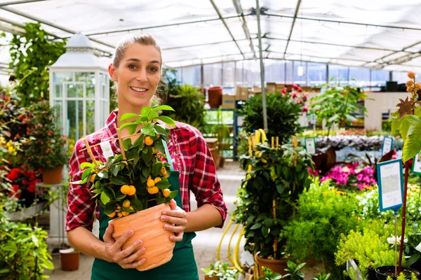 Giardiniere nel suo negozio di fiori casa verde — Foto Stock