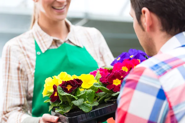 Gardener in market garden or nursery — Stock Photo, Image