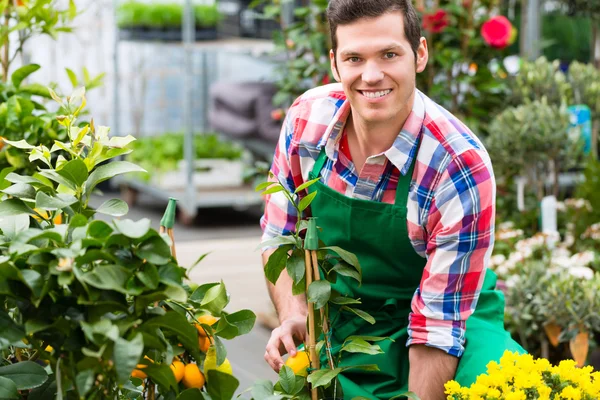 Jardinero en jardín de mercado o vivero —  Fotos de Stock