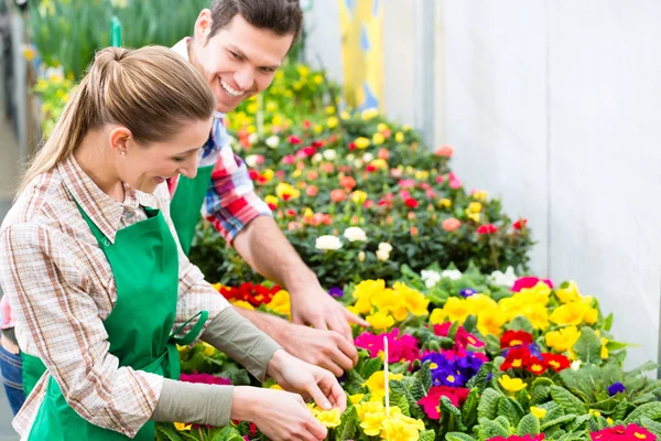 Gärtner im Marktgarten oder in der Gärtnerei — Stockfoto