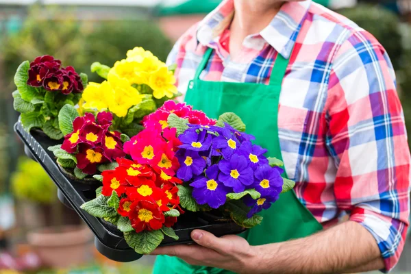 Gardener in market garden or nursery — Stock Photo, Image