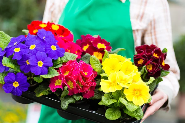 Gardener in market garden or nursery — Stock Photo, Image