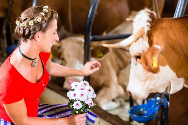 Countrywoman toucher vache dans la maison de vache — Photo