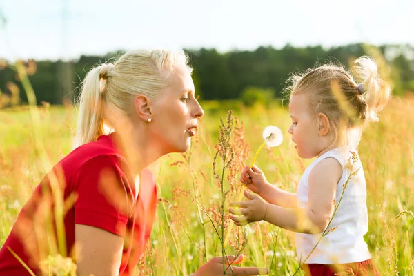 Family summer - blowing dandelion seeds — Stock Photo, Image