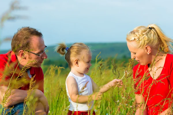 Kid in the meadow blowing dandelion seed — Stock Photo, Image