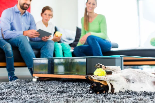 Família cão brincando com bola na sala de estar — Fotografia de Stock