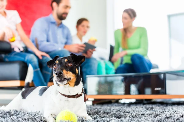 Familjens hund leker med boll i vardagsrum — Stockfoto