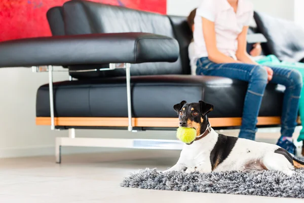 Familienhund spielt mit Ball im Wohnzimmer — Stockfoto