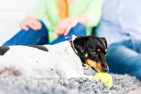 Família cão brincando com bola na sala de estar — Fotografia de Stock