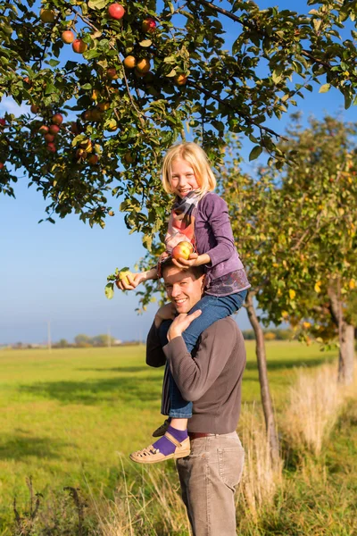 Father and daughter picking apple in autumn or fall — Stock Photo, Image