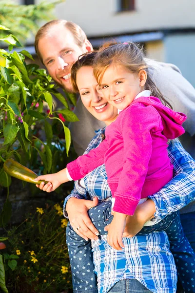 Familie in tuin oogsten paprika — Stockfoto