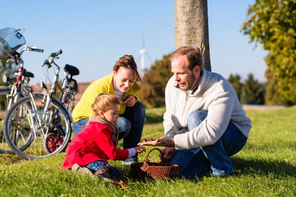 Семья собирает каштаны в велосипедной поездке — стоковое фото