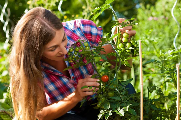 Gardening in summer - woman harvesting tomatoes — Stock Photo, Image