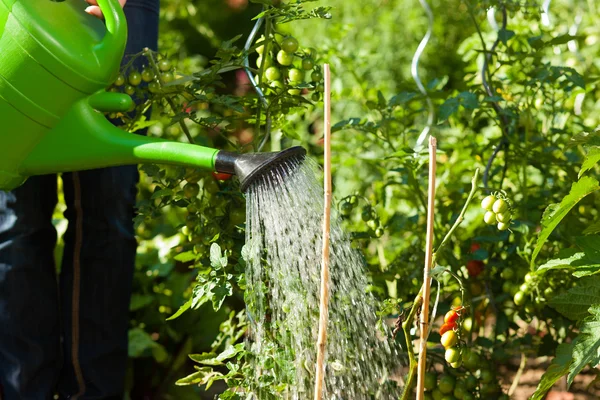 Trädgårdsskötsel i sommar - kvinna vattna växter — Stockfoto