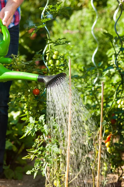 Trädgårdsskötsel i sommar - kvinna vattna växter — Stockfoto