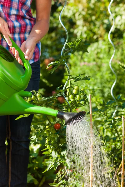 Trädgårdsskötsel i sommar - kvinna vattna växter — Stockfoto