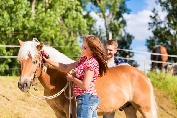 Paar kammen paard op pony boerderij — Stockfoto