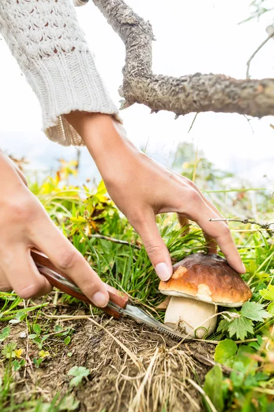 바이에른 알프스에서 젊은 버섯 선택 — 스톡 사진