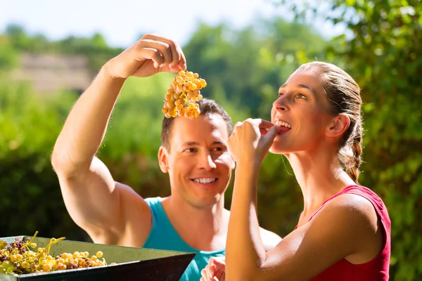 Woman and man working with grape harvesting machine — Stock Photo, Image