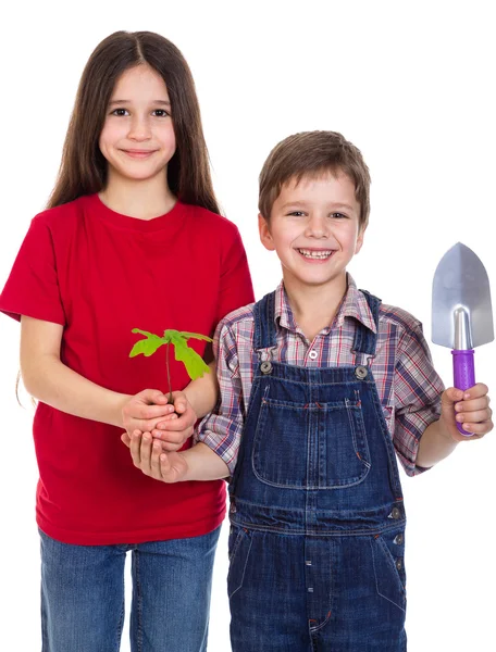Enfants avec plantule en chêne dans les mains — Photo