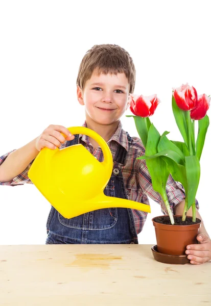 Cuidado Boyl tulipanes rojos en maceta — Foto de Stock