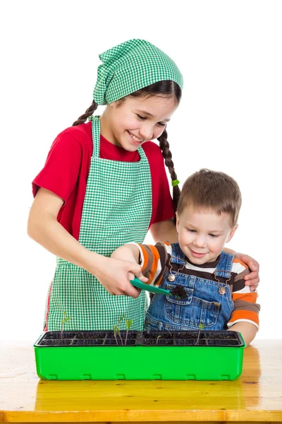 Dvě děti, učení, výsadbě sazenice — Stock fotografie