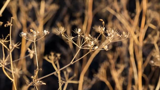 Semillas marchitas de eneldo silvestre en el viento — Vídeos de Stock