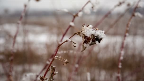 Canna da lampone con hoarfrost nel campo invernale — Video Stock