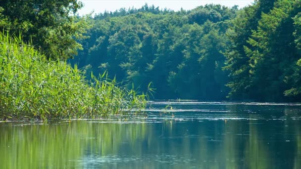 Sommerlandschaft mit ruhigem Fluss im Tiefland — Stockvideo