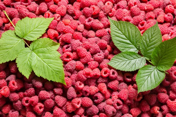 Fondo natural con hojas de frambuesa y verde — Foto de Stock